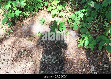 Vue en gros plan détaillé sur forêt d'automne sol avec brown feuilles et branches d'arbres Banque D'Images