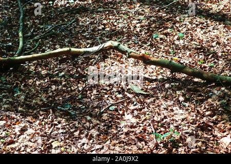 Vue en gros plan détaillé sur forêt d'automne sol avec brown feuilles et branches d'arbres Banque D'Images