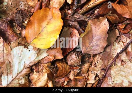 Vue en gros plan détaillé sur forêt d'automne sol avec brown feuilles et branches d'arbres Banque D'Images