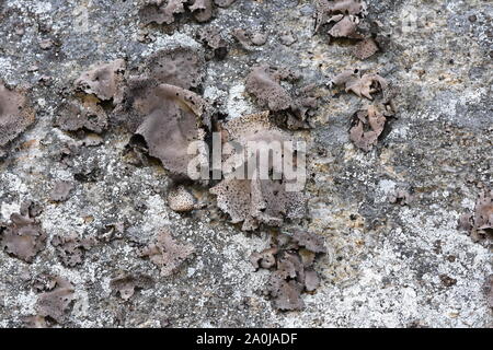 Lichen nombril Umbilicaria vellea croissant sur une pierre Banque D'Images