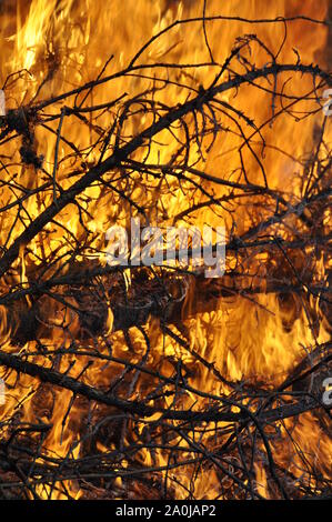 Gravure de brindilles sur un grand feu de joie Banque D'Images