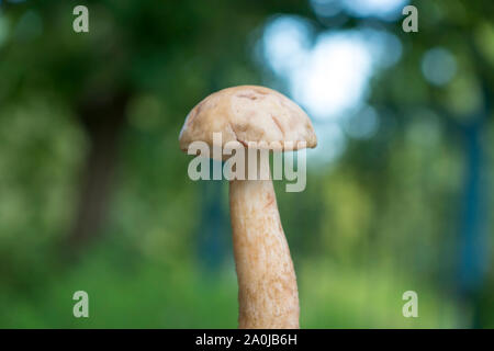 Les champignons récoltés dans la forêt Banque D'Images