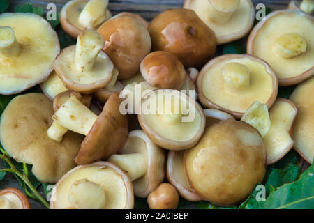 Cèpes (Suillaceae). Bolets champignons pour la cuisson. Cèpes se trouvent sur des feuilles de chêne. Banque D'Images