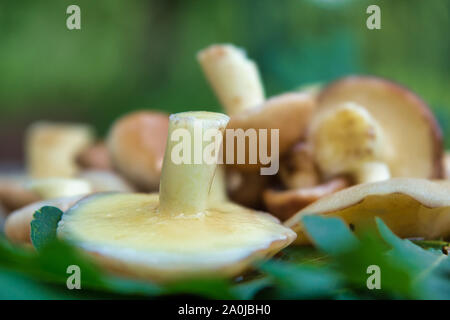 Cèpes (Suillaceae). Bolets champignons pour la cuisson. Cèpes se trouvent sur des feuilles de chêne. Banque D'Images