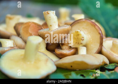 Cèpes (Suillaceae). Bolets champignons pour la cuisson. Cèpes se trouvent sur des feuilles de chêne. Banque D'Images