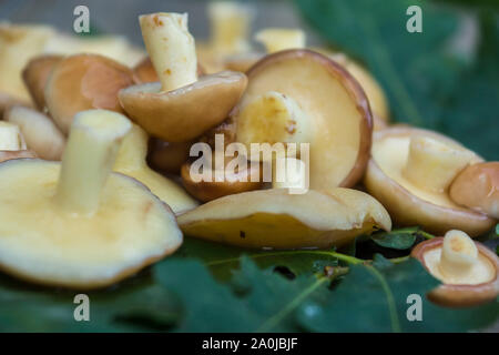 Cèpes (Suillaceae). Bolets champignons pour la cuisson. Cèpes se trouvent sur des feuilles de chêne. Banque D'Images
