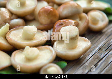 Cèpes (Suillaceae). Bolets champignons pour la cuisson. Cèpes se trouvent sur des feuilles de chêne. Banque D'Images