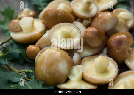 Cèpes (Suillaceae). Bolets champignons pour la cuisson. Cèpes se trouvent sur des feuilles de chêne. Banque D'Images