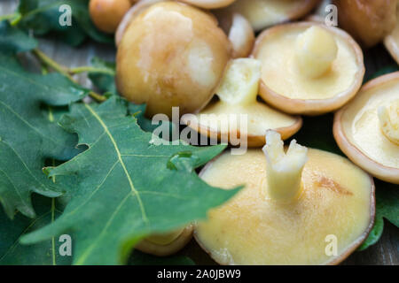 Cèpes frais. Bolets champignons pour la cuisson. Cèpes se trouvent sur des feuilles de chêne. Banque D'Images