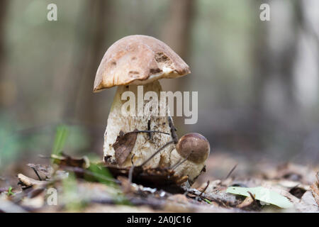 Drôle de champignons dans la forêt. Petits et gros champignon. Boletus Banque D'Images