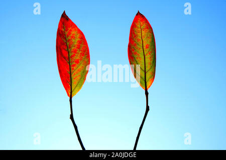 Close up de deux feuilles ovales vert et rouge contre un ciel bleu, des formes graphiques. Banque D'Images