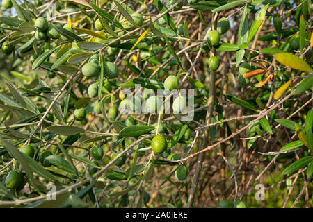 Sur les branches d'olives mûres, Close up Banque D'Images