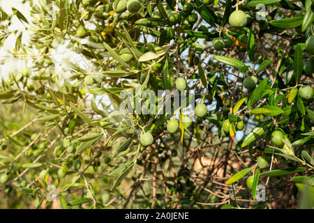 Sur les branches d'olives mûres, Close up Banque D'Images