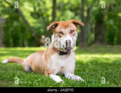 Un rouge et blanc Husky dog détente dans l'herbe Banque D'Images