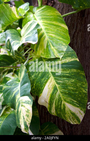 Epipremnum aureum également connu sous le nom de feuilles de lierre du diable avec gouttes de pluie close up Banque D'Images