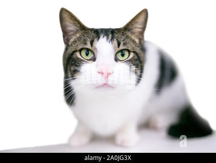 Un chat domestique à poil court avec tabby et blanc dans une position accroupie Banque D'Images