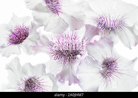 Close up pf pétunia fleurs. Banque D'Images