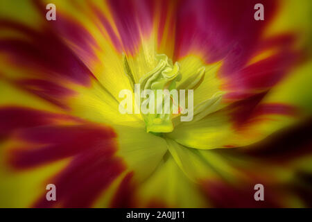 Close up of open tulip flower. Banque D'Images