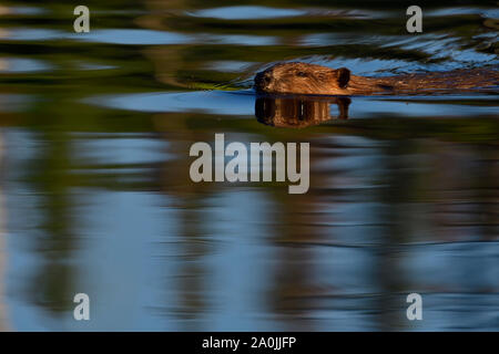 Un sauvage castor (Castor canadensis) ; nager dans l'eau sombre de son étang de castors près de Hinton, Alberta, Canada. Banque D'Images