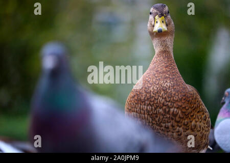 Les curieux canard colvert (Anas platyrhynchos) en vue frontale debout entre les pigeons Banque D'Images