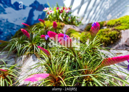 Fleur au jardin par la baie , forêt de nuage Banque D'Images