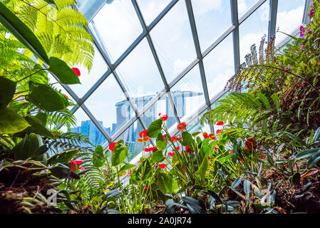 Fleur au jardin par la baie , forêt de nuage Banque D'Images