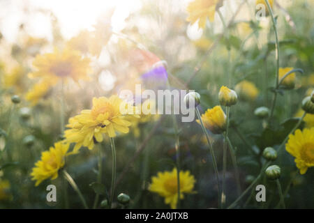 Chrysanthèmes jaunes avec soft focus macro image, floral vintage style et ton film arrière-plan. Banque D'Images