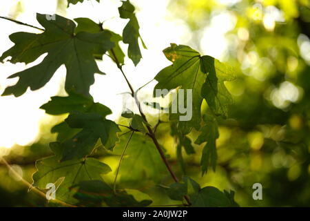 Feuilles d'érable vertes sur la branche dans la forêt ensoleillée. Banque D'Images