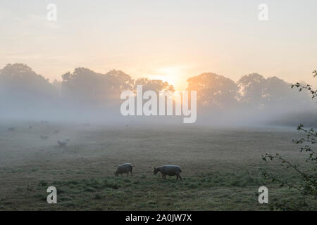 Brume du matin et le lever du soleil près de Ringshall, Ashridge Woods, Hertfordshire, 20 Septembre 2019 Banque D'Images