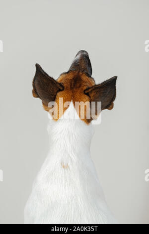 Vue arrière de l'arrière du chien blanc sur fond de studio. Vue rapprochée de chien assis avec son dos à la caméra et à la recherche. Banque D'Images