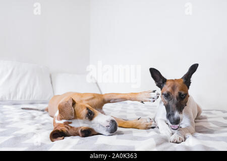 Deux jeunes chiens excités jouant sur lit dans une chambre bien éclairée. Concept d'amitié entre deux animaux chiens ou faire des choses interdites à la maison Banque D'Images