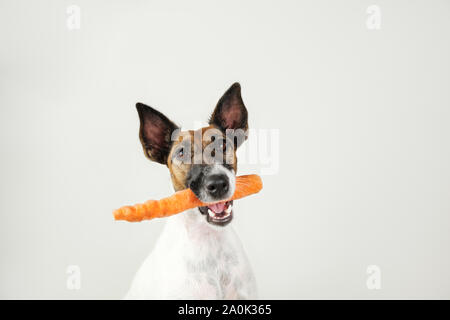 Jeune chien fox terrier avec une carotte dans la bouche. Le concept de soins de santé du chien, bon équilibre natural nutrition et l'hygiène dentaire Banque D'Images