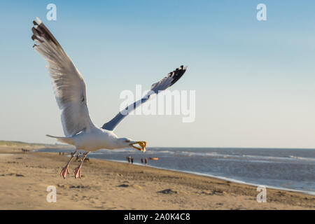 Seagull attrape un morceau de pain en vol sur la plage en soirée. Banque D'Images