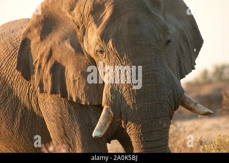 Close up d'un éléphant d'Afrique à un trou d'eau naturel dans le parc national d'Etosha, Namibie, Afrique Banque D'Images