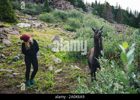 Blonde woman wearing Knit hat et un bourgogne veste polaire noir s'approche d'un llama dans l'arrière-pays, Weminuche désert, montagnes San Juan Banque D'Images