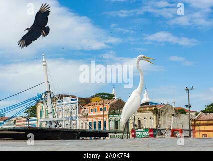 Héron blanc et battant vulture dans le port de Belem Banque D'Images