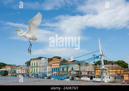 Héron blanc avec les ailes grandes ouvertes volant dans le port de Belem Banque D'Images