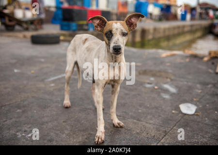 Mutt repéré dans le port de Belem à curieux Banque D'Images