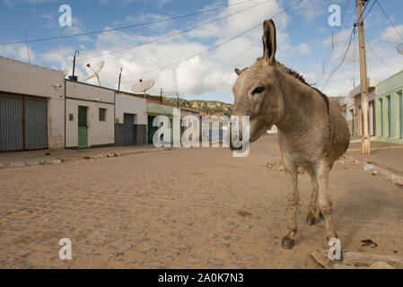 Âne dans les rues d'un petit village dans le nord-est brésilien Banque D'Images