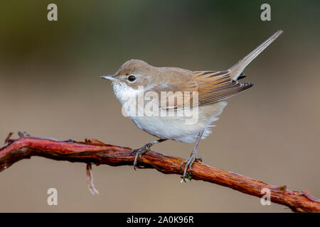 La Fauvette grisette Sylvia communis,, seul oiseau sur branche. Espagne Banque D'Images