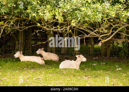 Trois agneaux couché et de repos sous les branches de l'arbre. Banque D'Images