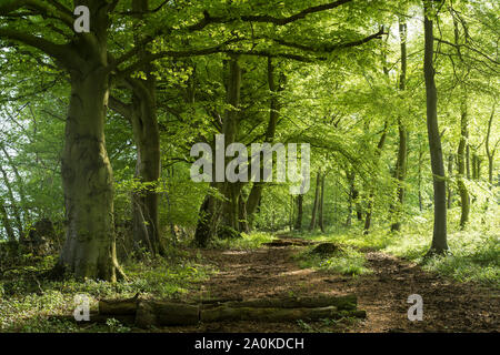 Chemin des bois de vieux arbres hêtre - Fagus - à la fin du printemps / début de l'été dans les Cotswolds Gloucestershire, Royaume-Uni Banque D'Images