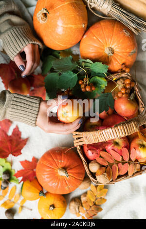 Woman taking apple de panier debout sur table entre les citrouilles et les feuilles mûres Banque D'Images