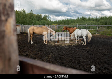 Petit groupe de chevaux domestiques de différentes couleurs de manger en milieu rural Banque D'Images