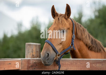 Museau de cheval brun race calme par une clôture en milieu rural Banque D'Images