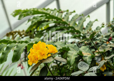 Singapour - Mars 22, 2019 : Jardins de la baie, les nuages du dôme. Libre de fleurs jaunes soutenues par le feuillage vert. Banque D'Images