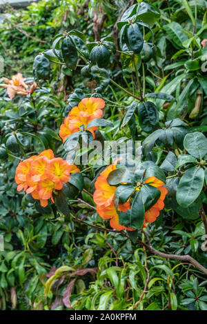 Singapour - Mars 22, 2019 : Jardins de la baie, les nuages du dôme. De gros plan des fleurs orange soutenu par le feuillage vert. Banque D'Images