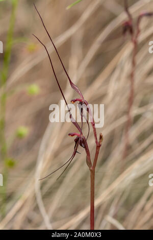 Acianthus caudatus, Orchidée d'éphémères Banque D'Images