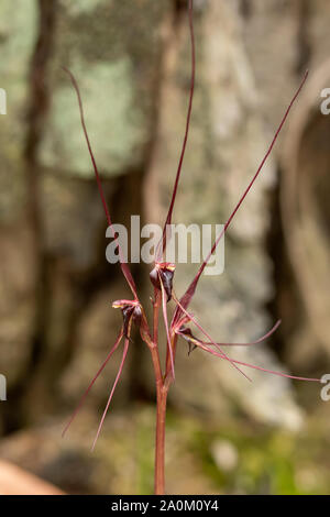 Acianthus caudatus, Orchidée d'éphémères Banque D'Images