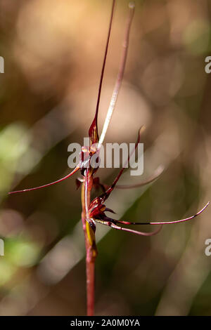 Acianthus caudatus, Orchidée d'éphémères Banque D'Images